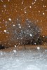The snow_6587